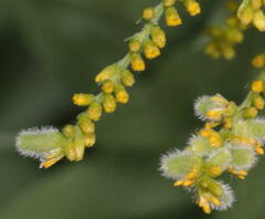 Rhopalomyia anthophila