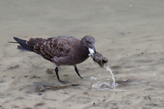 Leucophaeus fuliginosus