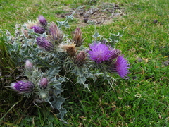 Carduus carlinoides