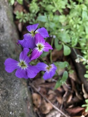 Malcolmia maritima