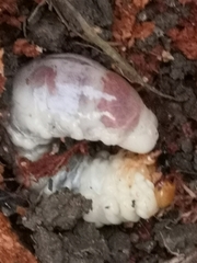 Lucanus cervus