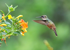 Anthocephala floriceps