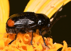 Cryptocephalus biguttatus