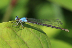 Argia apicalis