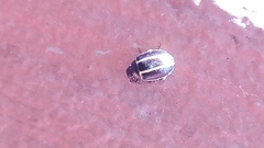Doryphorina