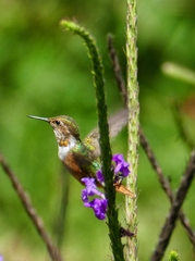 Selasphorus scintilla