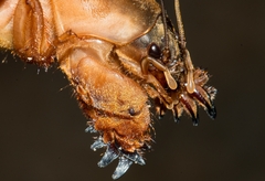 Gryllotalpa vineae