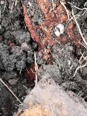 Lucanus cervus