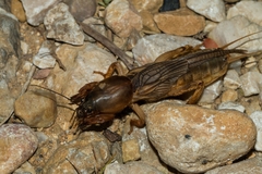 Gryllotalpa vineae