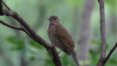 Turdus leucomelas