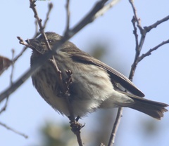 Haemorhous purpureus californicus