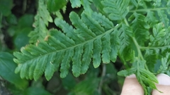 Pteris tremula