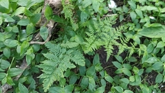 Pteris tremula