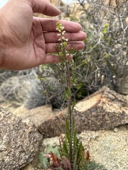 Caulanthus lasiophyllus