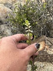 Caulanthus lasiophyllus