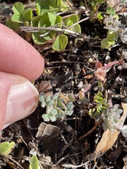 Acmispon brachycarpus