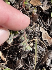 Acmispon brachycarpus