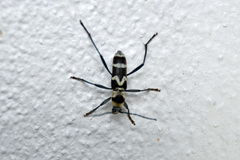 Chlorophorus curtisi