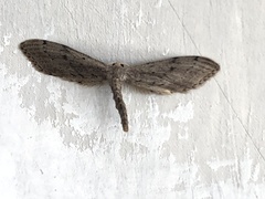 Euacidalia brownsvillea
