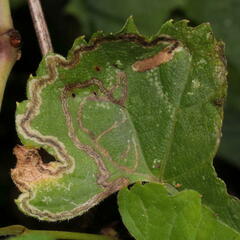 Phyllocnistis vitifoliella