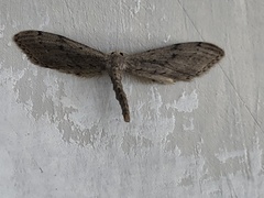Euacidalia brownsvillea