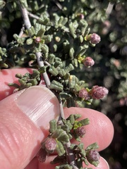 Ceanothus dentatus