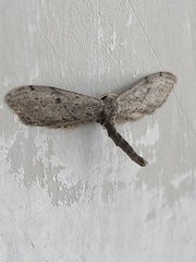 Euacidalia brownsvillea