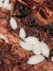 Platyarthrus hoffmannseggii