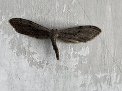 Euacidalia brownsvillea