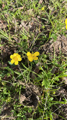 Ranunculus occidentalis