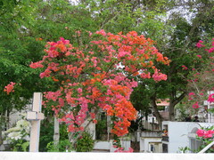 Bougainvillea spectabilis