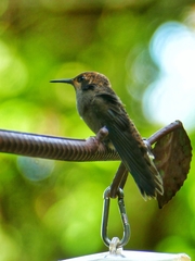 Colibri delphinae