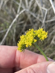 Lomatium parvifolium