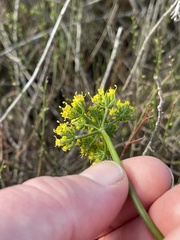 Lomatium parvifolium