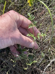Lomatium parvifolium