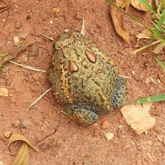 Odontophrynus