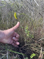 Lomatium parvifolium