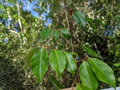 Elaeagnus triflora