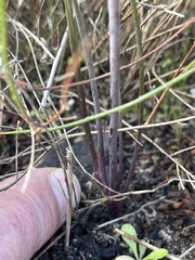 Lomatium parvifolium