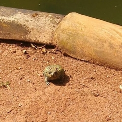 Odontophrynus