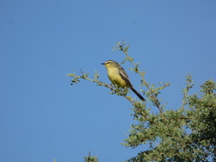 Stigmatura budytoides