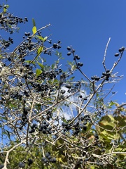 Forestiera segregata
