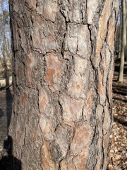 Pinus