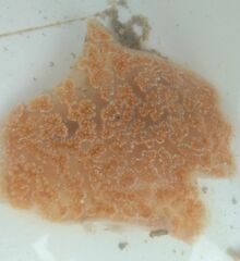 Botrylloides perspicuus