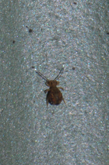 Dicyrtomina ornata