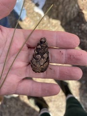 Pinus