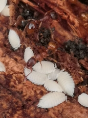 Platyarthrus hoffmannseggii