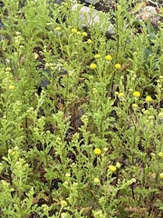 Oncosiphon pilulifer