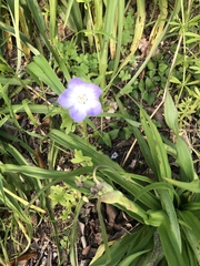 Nemophila phacelioides