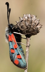 Zygaena rhadamanthus